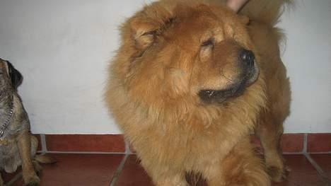 Chow chow tulle "DØD" :'( billede 2