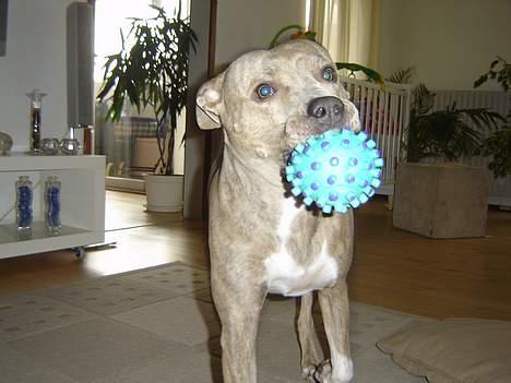 Amerikansk staffordshire terrier Gini billede 6