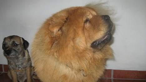 Chow chow tulle "DØD" :'( billede 3