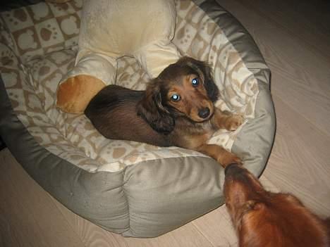 Dværggravhund Molly - Det er altså min kurv og min bamse.... billede 4