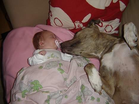 Amerikansk staffordshire terrier Gini billede 7