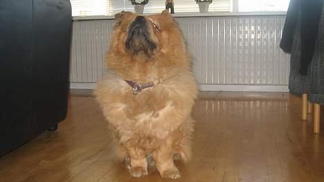 Chow chow tulle "DØD" :'( billede 4