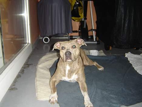 Amerikansk staffordshire terrier Gini billede 8