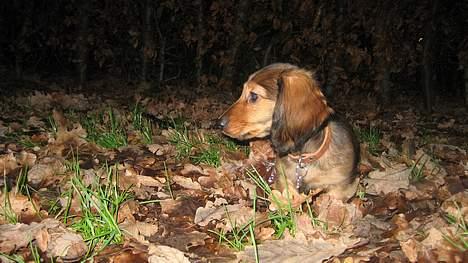 Dværggravhund Molly - Min første gåtur ude i den store og farlige verden....:-) billede 5