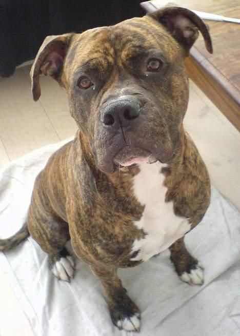 Amerikansk bulldog Samson billede 1