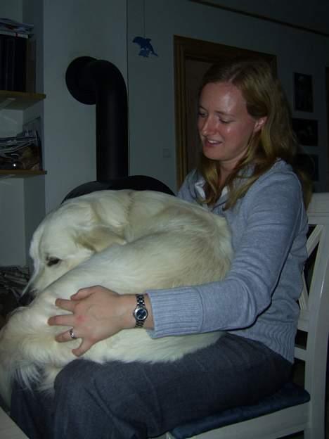 Golden retriever Bamse - Selvom man vejer 35 kg kan man da stadig godt ligge i skødet på mor billede 7