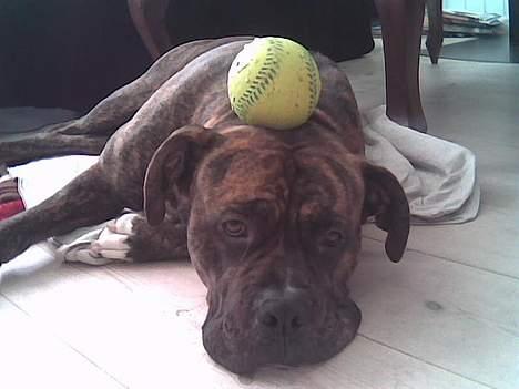 Amerikansk bulldog Samson billede 2