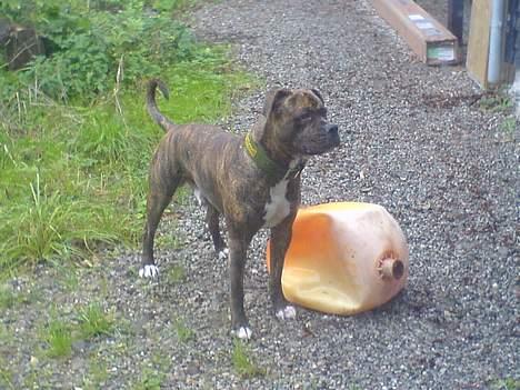 Amerikansk bulldog Samson billede 3