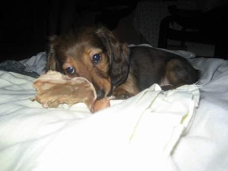 Dværggravhund Molly - Altså, hvor jeg bare elsker "lørdagsguf"......:-) billede 6