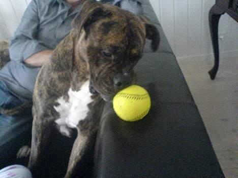 Amerikansk bulldog Samson billede 4