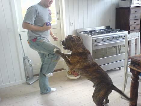Amerikansk bulldog Samson billede 5