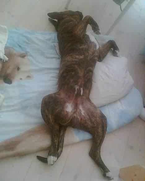 Amerikansk bulldog Samson billede 6