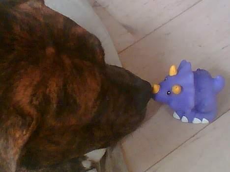 Amerikansk bulldog Samson billede 7