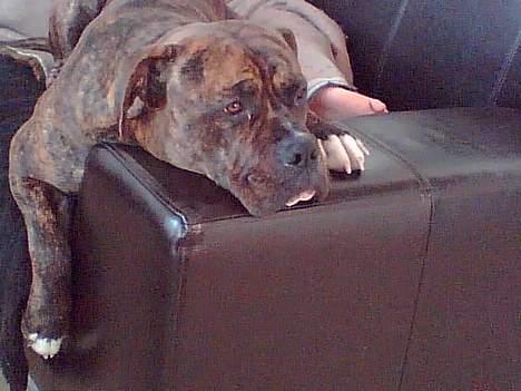 Amerikansk bulldog Samson billede 8