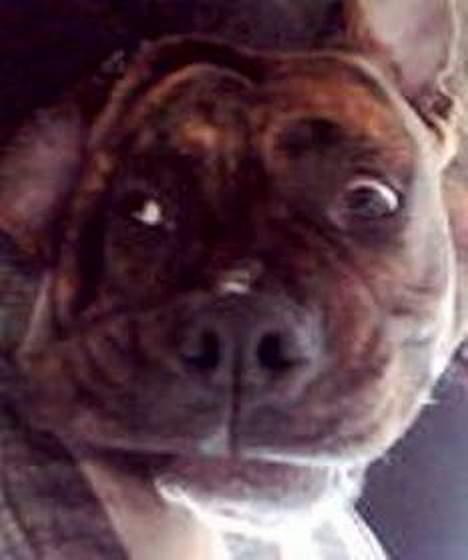 Amerikansk bulldog Samson billede 9