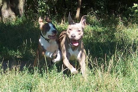 Amerikansk staffordshire terrier Gini billede 10