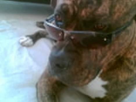 Amerikansk bulldog Samson billede 10