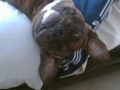 Amerikansk bulldog Samson billede 12
