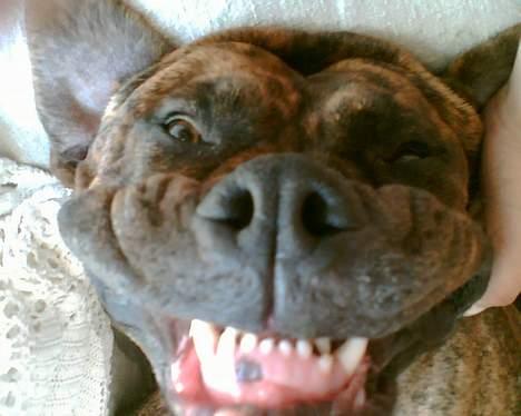 Amerikansk bulldog Samson billede 13