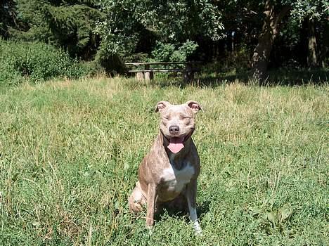 Amerikansk staffordshire terrier Gini billede 11