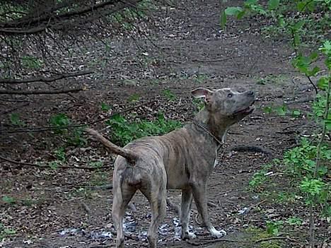 Amerikansk staffordshire terrier Gini billede 12