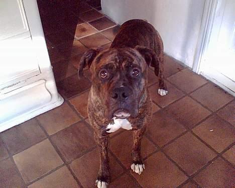 Amerikansk bulldog Samson billede 14