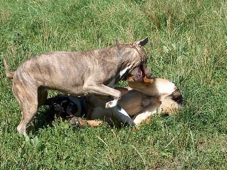 Amerikansk staffordshire terrier Gini billede 13