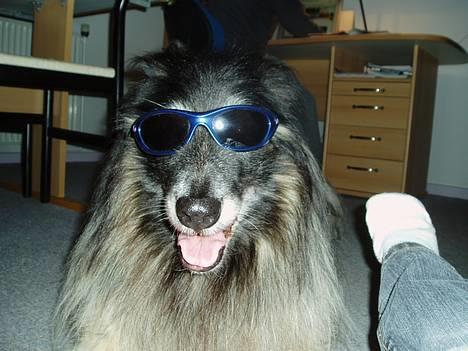 Tervueren Kingo *død* 5/11-07 - Han er da sej med solbriller ;)... billede 2