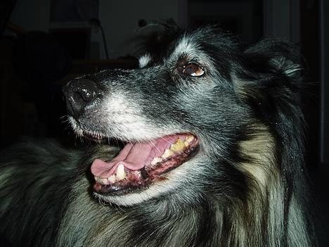 Tervueren Kingo *død* 5/11-07 - Haaan er da så søøøj. billede 3