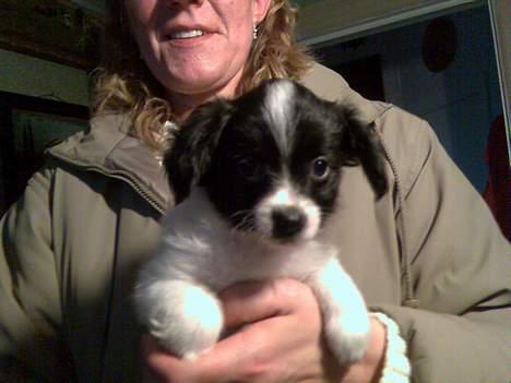 Papillon Laban - dette billed blev taget inden vi købte laban billede 1