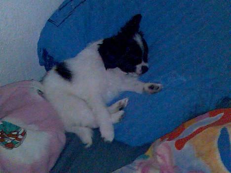 Papillon Laban billede 2