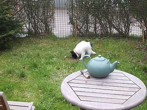 Papillon Laban billede 3