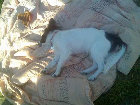 Papillon Laban billede 4