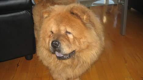 Chow chow tulle "DØD" :'( billede 5