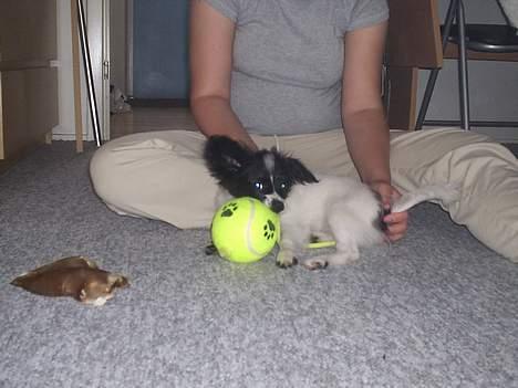 Papillon Laban billede 5