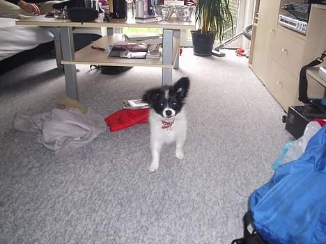 Papillon Laban billede 6