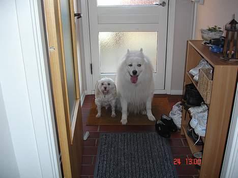 Samojedhund BAMSE. R.I.P (død 25/2 08 - Puuuhaa.... det var en hård og våd gå tur.. nu venter vi bare på at blive tørret...... billede 13