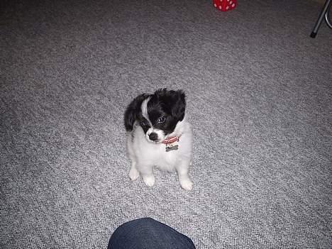 Papillon Laban billede 7