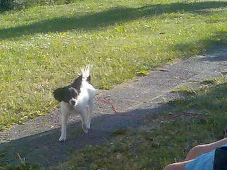 Papillon Laban billede 8