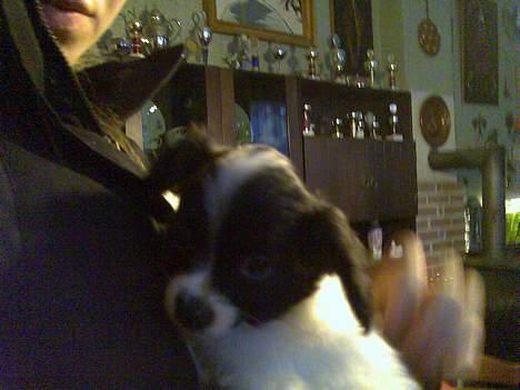 Papillon Laban billede 9