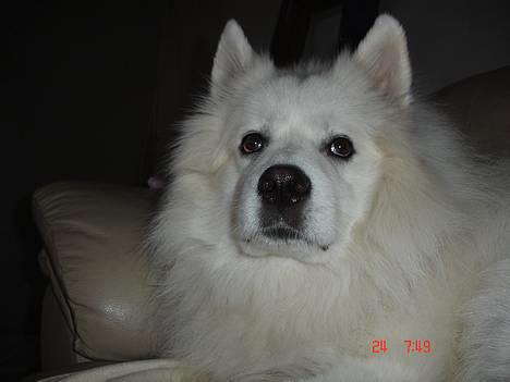 Samojedhund BAMSE. R.I.P (død 25/2 08 - det er min plads i sofaen !!!!! billede 14