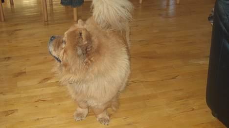 Chow chow tulle "DØD" :'( billede 6