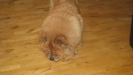 Chow chow tulle "DØD" :'( billede 7