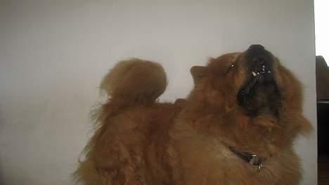 Chow chow tulle "DØD" :'( billede 8