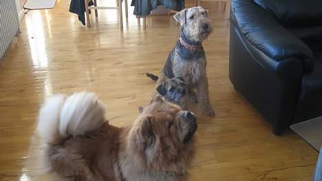 Chow chow tulle "DØD" :'( billede 9