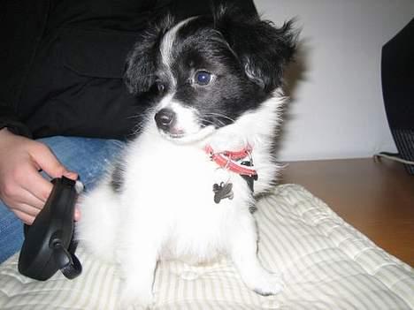 Papillon Laban - dette blev taget da han var med min kæreste på arbejde billede 10