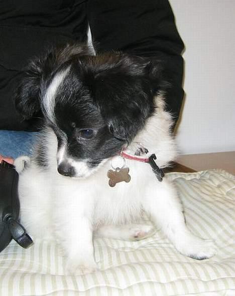 Papillon Laban billede 11