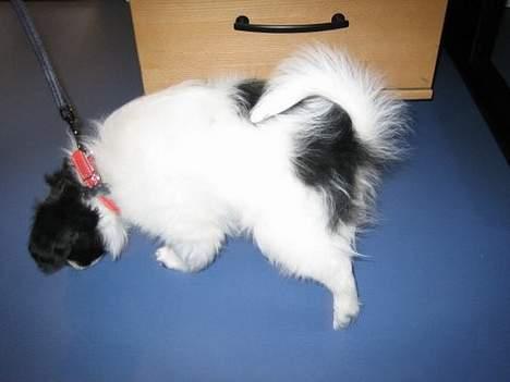 Papillon Laban billede 12