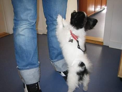 Papillon Laban billede 13