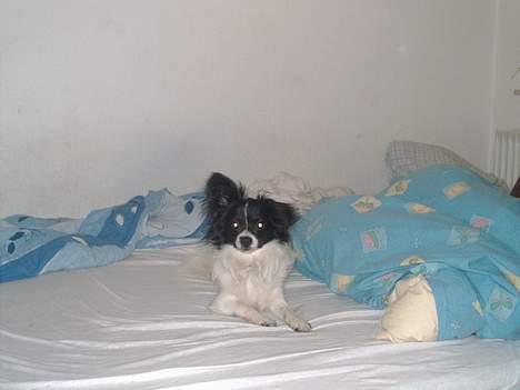 Papillon Laban - dette er det nyeste af laban det blev taget D.2-1-07 kl 20,15 så han er vokset lidt. billede 14